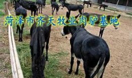 爆料大驴的视频大全,热门爆料一网打尽