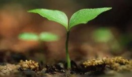 新植物预告植树节爆料视频,绿色未来，共筑生态家园